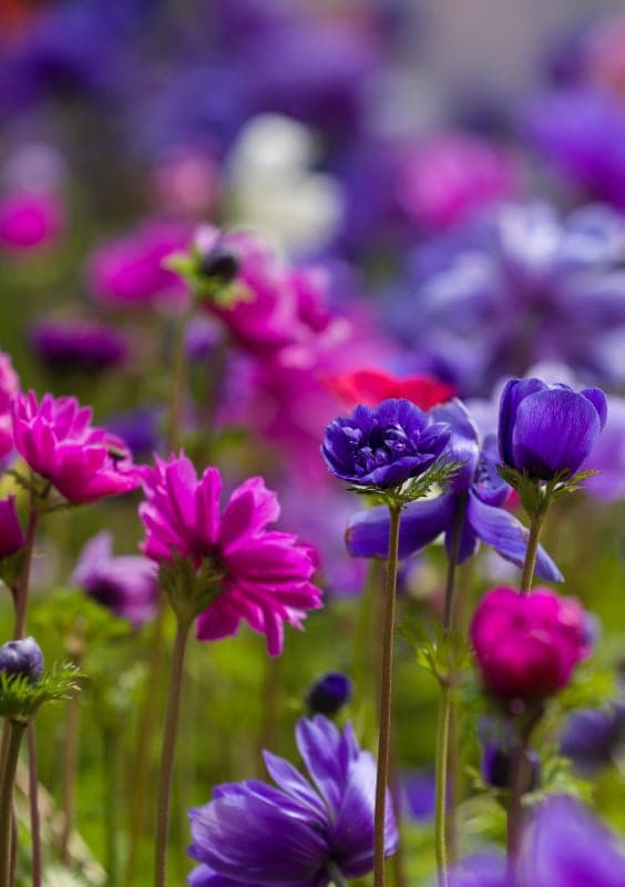 Symbolic representation of Ostara